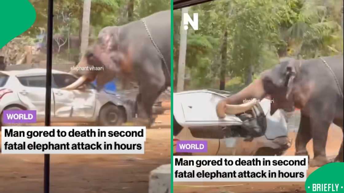 The image on the right showed the community in the background, unsure of how to stop the angry elephant The image on the right showed the community in the background, unsure of how to stop the angry elephant