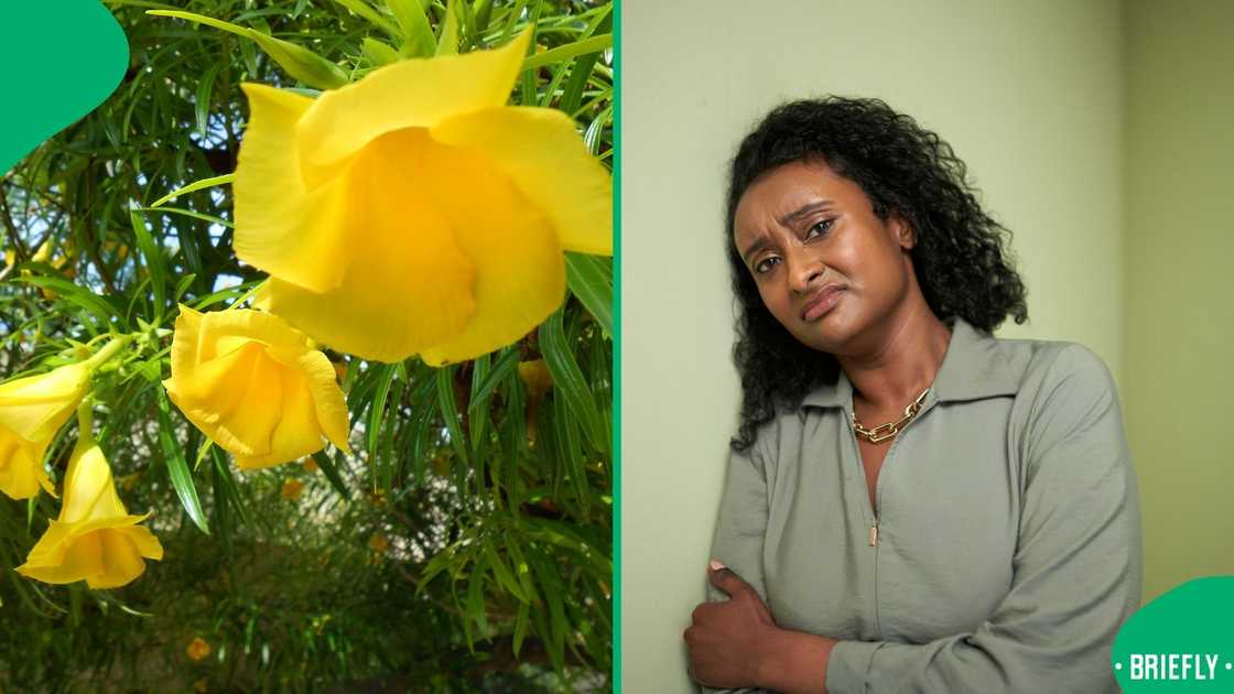 Two children lost their lives after they ate the leaves of a yellow oleander plant in Zebediela, Limpopo Two children lost their lives after they ate the leaves of a yellow oleander plant in Zebediela, Limpopo