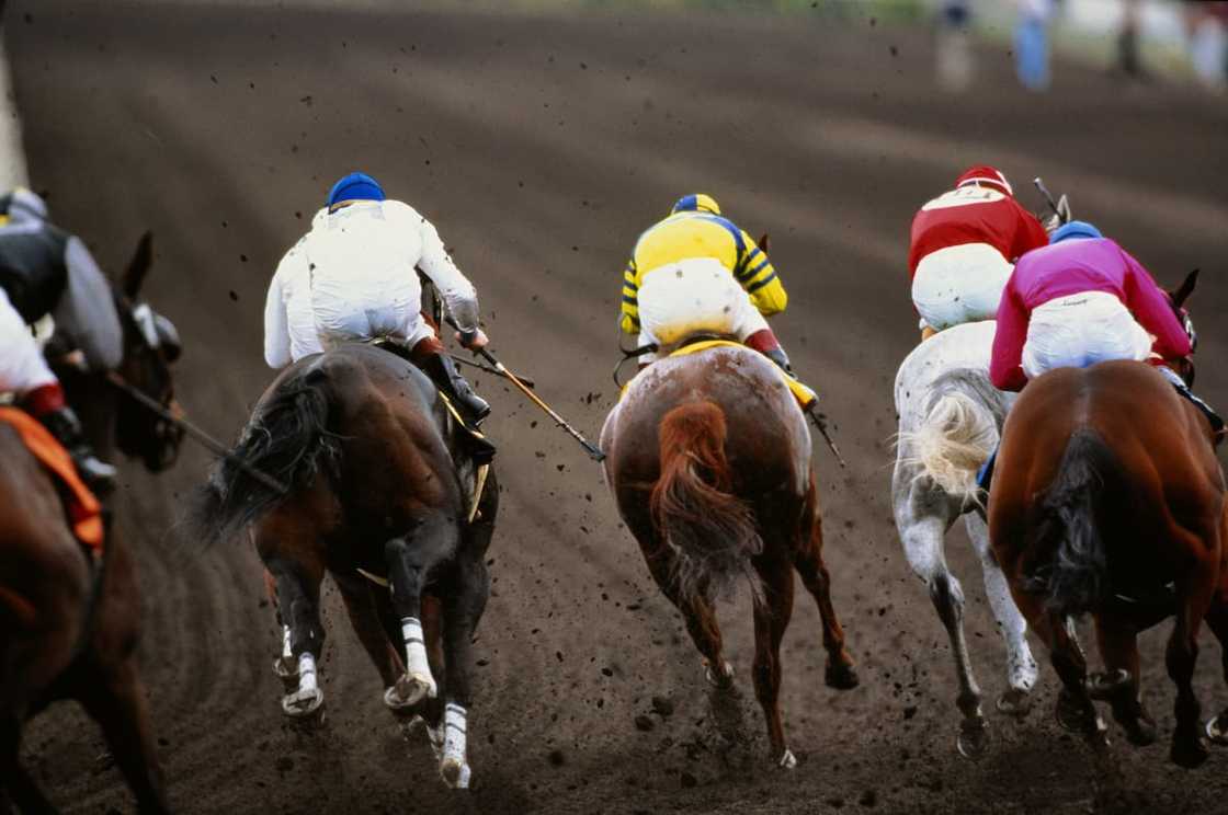 Horse prices in Mzansi Horse prices in Mzansi