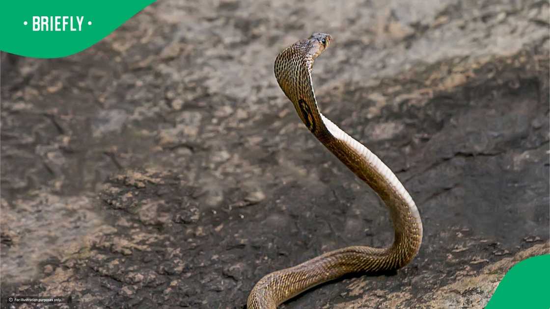 Cobra in tree stunned viewers
