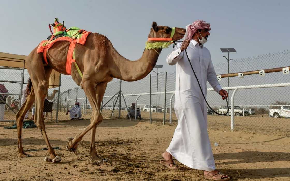 A handler walks with a camel before a race during the Crown Prince Camel Festival, in the southwestern Saudi city of Taif A handler walks with a camel before a race during the Crown Prince Camel Festival, in the southwestern Saudi city of Taif