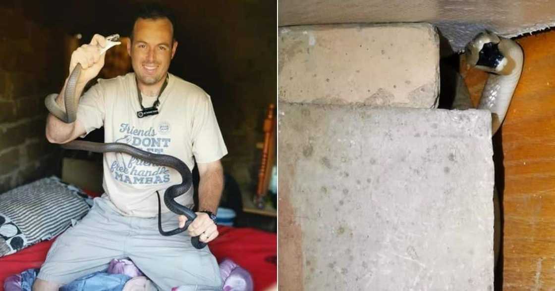 Snake catcher, black mamba, bedroom Snake catcher, black mamba, bedroom