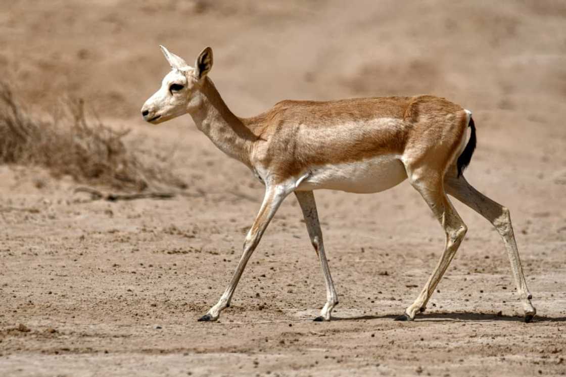 Desertification affects 39 percent of Iraqi land, the country's president has warned Desertification affects 39 percent of Iraqi land, the country's president has warned