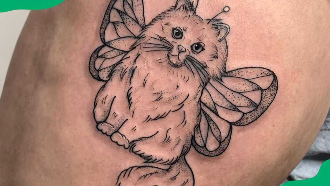 Butterfly-winged cat Butterfly-winged cat