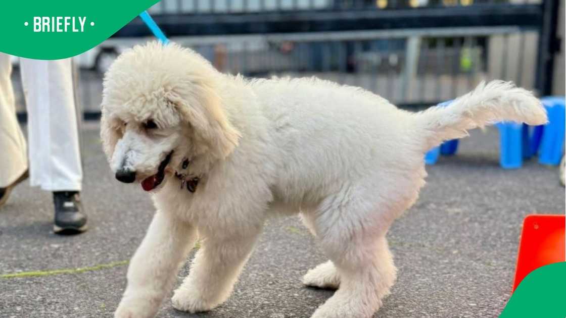 Dog owner dyes dog pink