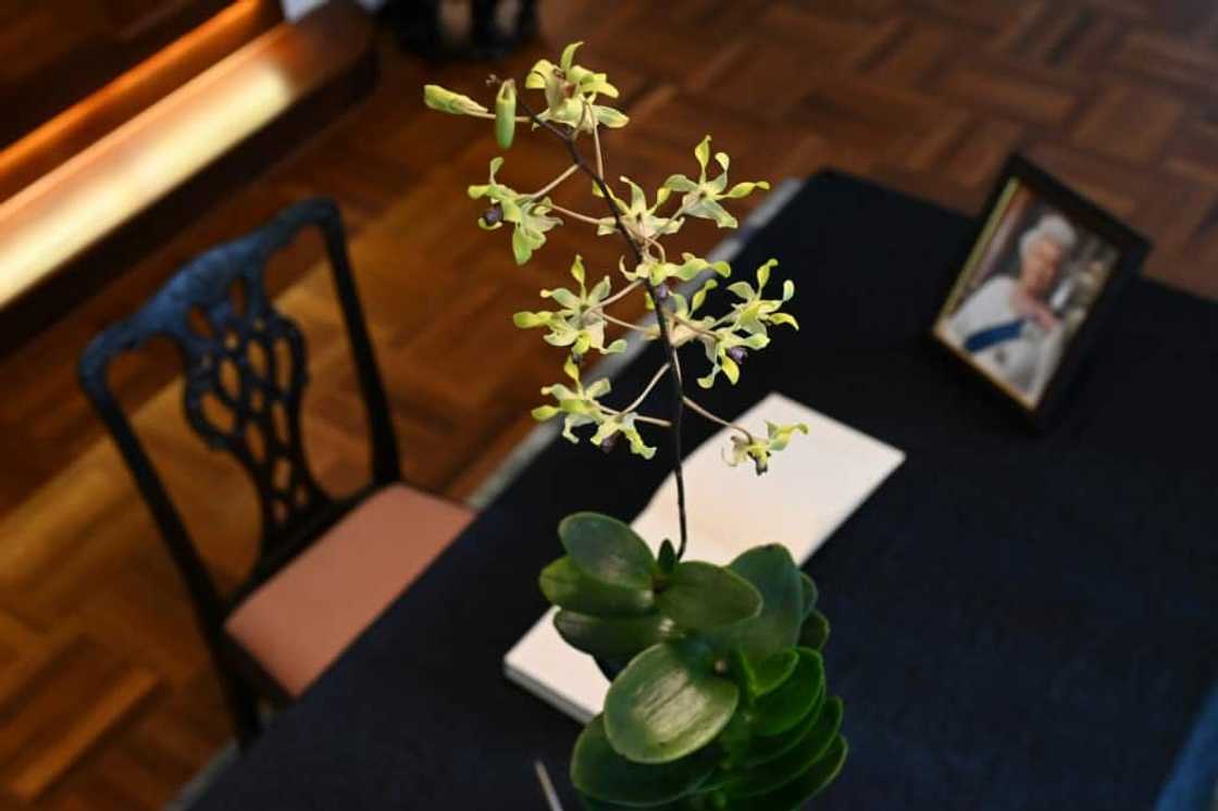 Flowering just twice a year, the Dendrobium Elizabeth was bred from orchids originating from Singapore and Papua New Guinea Flowering just twice a year, the Dendrobium Elizabeth was bred from orchids originating from Singapore and Papua New Guinea