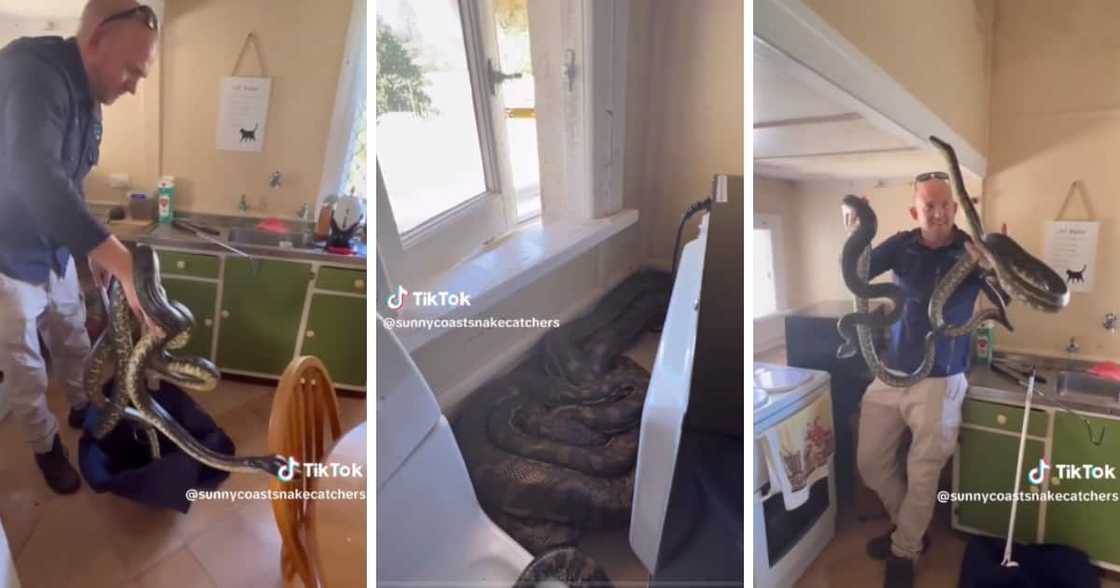 TikTok video of an Australian snake catcher finding two snakes behind a microwave TikTok video of an Australian snake catcher finding two snakes behind a microwave