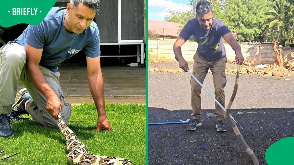 A snake expert caught a Snouted Cobra in a shocking video.