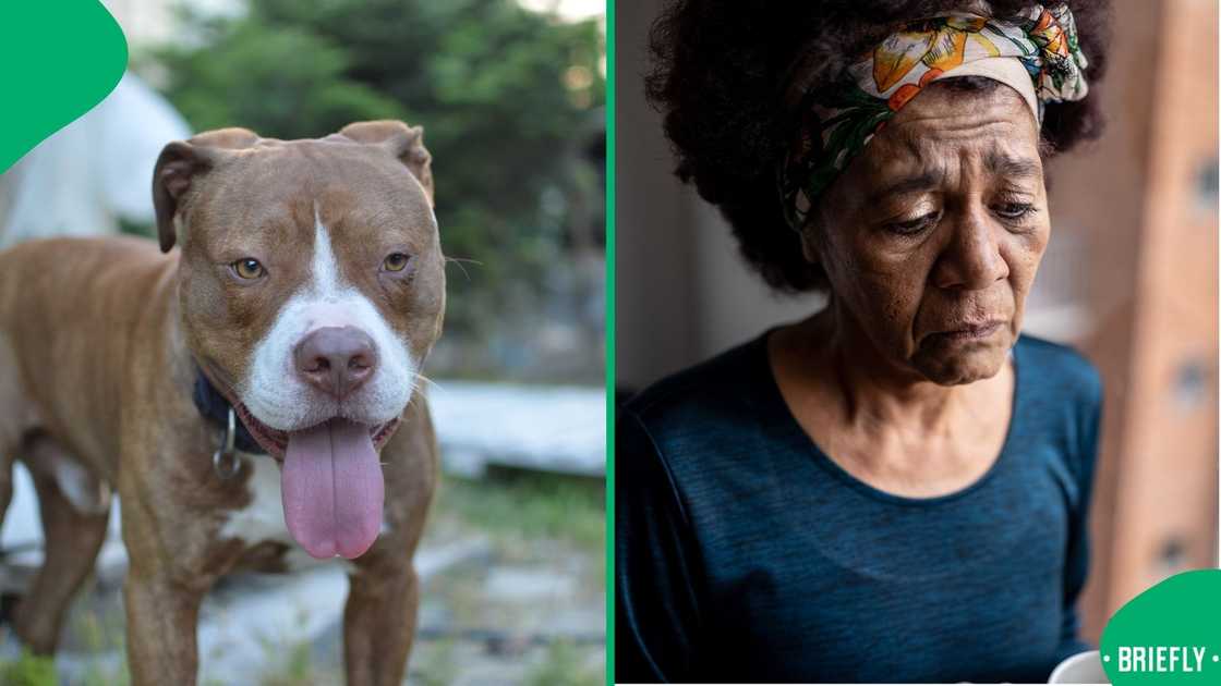 A Northern Cape girl was severely injured when a pit bull mauled her A Northern Cape girl was severely injured when a pit bull mauled her