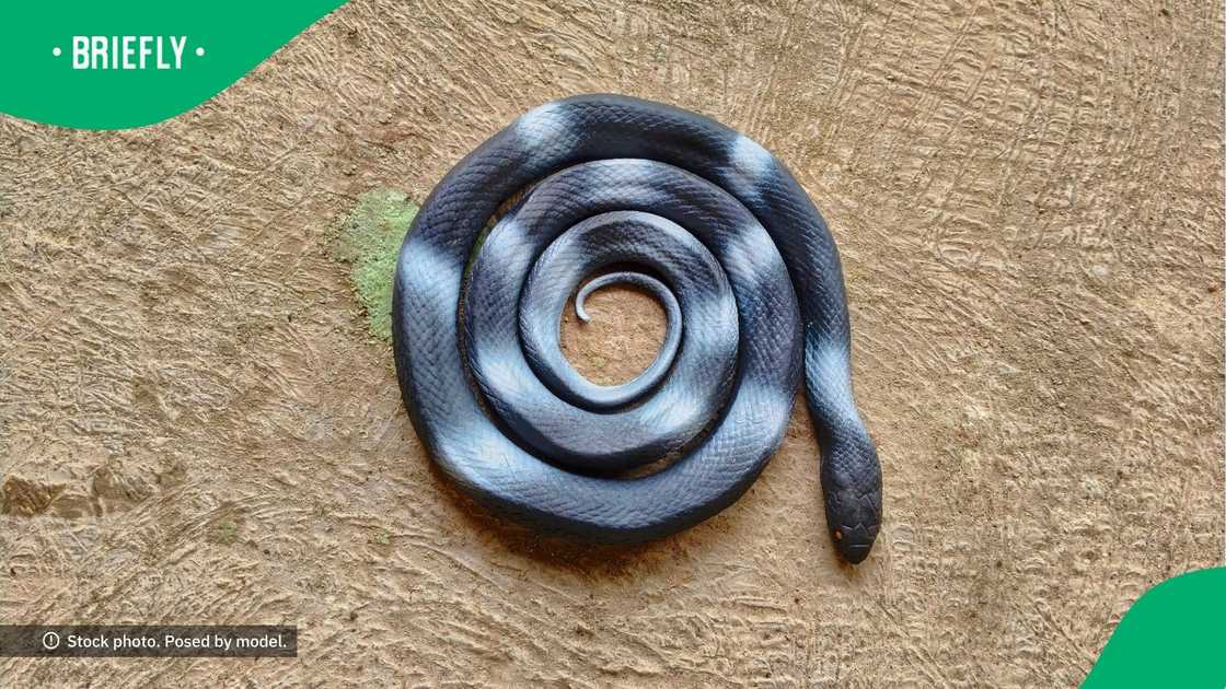 Boss pranks workers with rubber snake Boss pranks workers with rubber snake