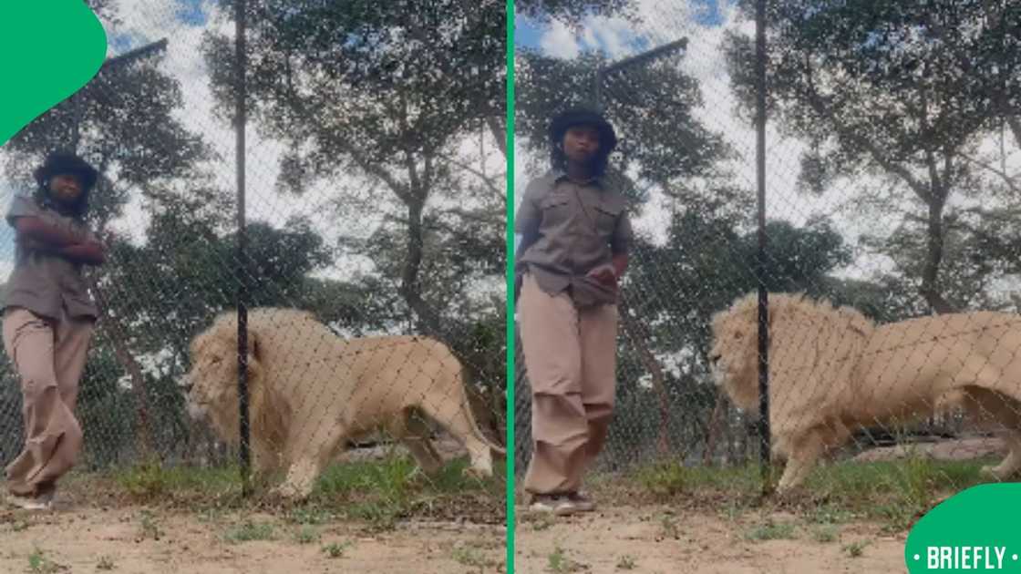 The visual on the right captured a lion in a cage