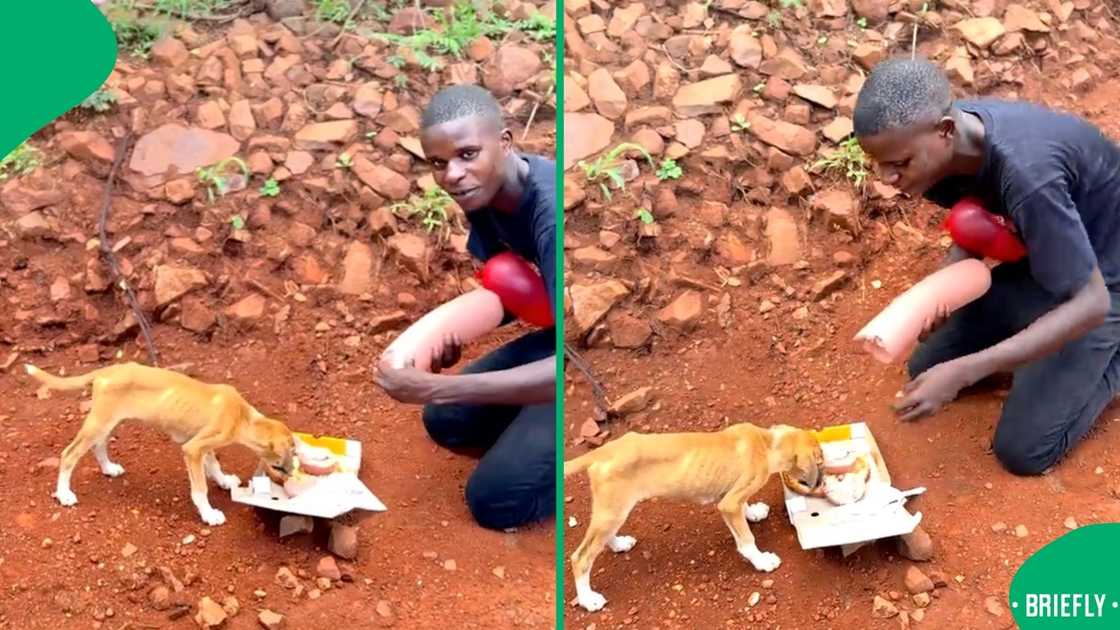 A man spoiled his dog on its birthday A man spoiled his dog on its birthday