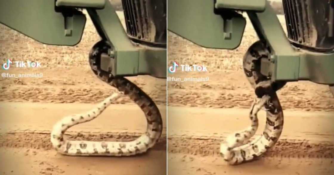 Snake bites itself twice