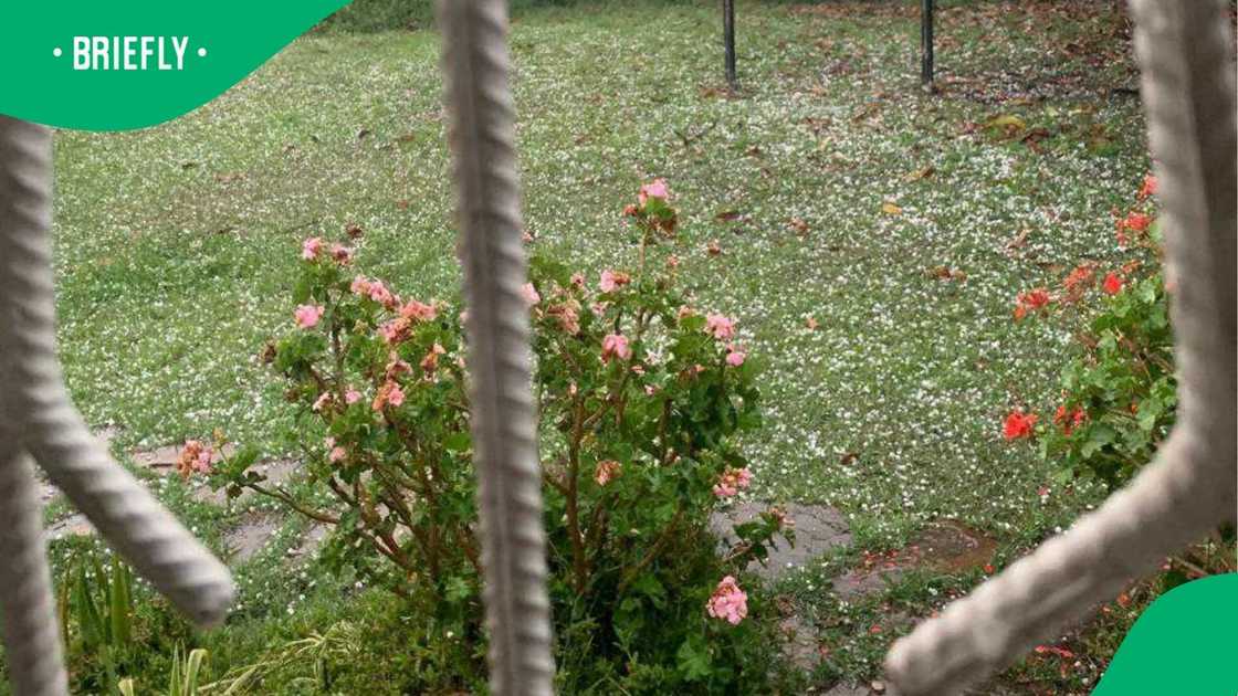 Some of the hail that fell in Dannhauser. Some of the hail that fell in Dannhauser.