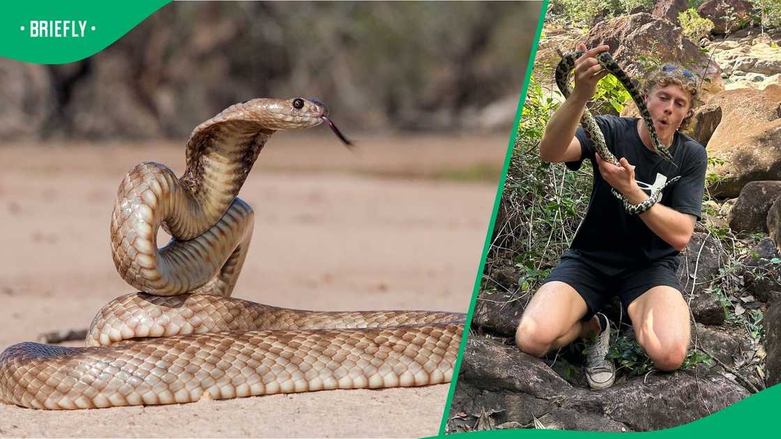 A man helped a thirsty strap-snouted brown snake.