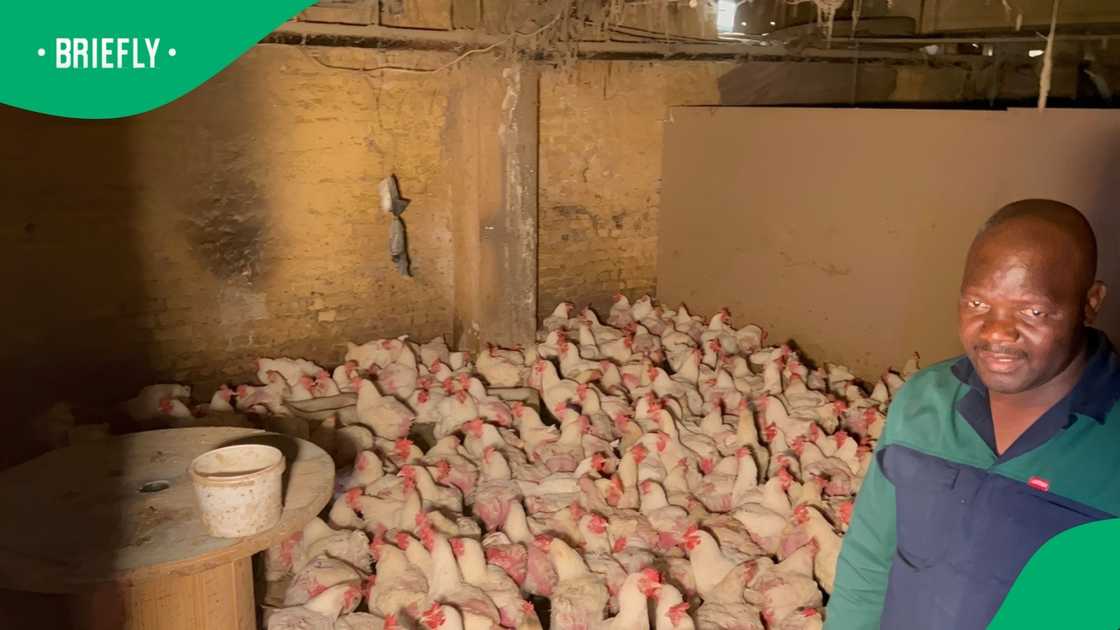 A chicken farm was uncovered in a hijacked building in the Johannesburg CBD A chicken farm was uncovered in a hijacked building in the Johannesburg CBD