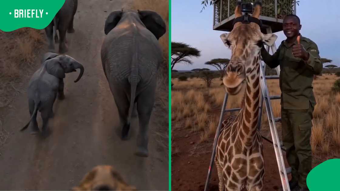 Giraffe's POV safari video gives viewers rare look at life in the wild Giraffe's POV safari video gives viewers rare look at life in the wild