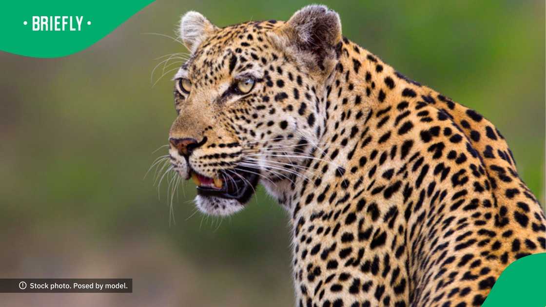 Leopard attacked woman in TikTok video