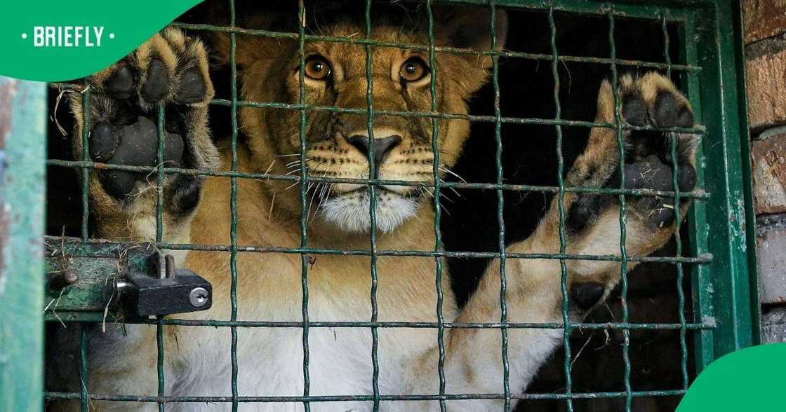 Lion being transported overseas in a cage.