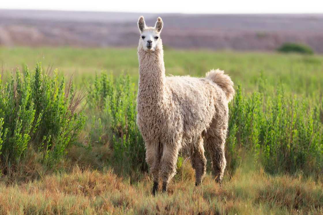 A white alpaca A white alpaca