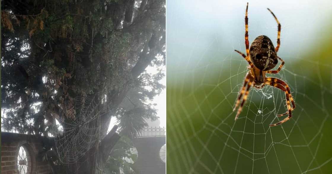 Giant spiderweb on property