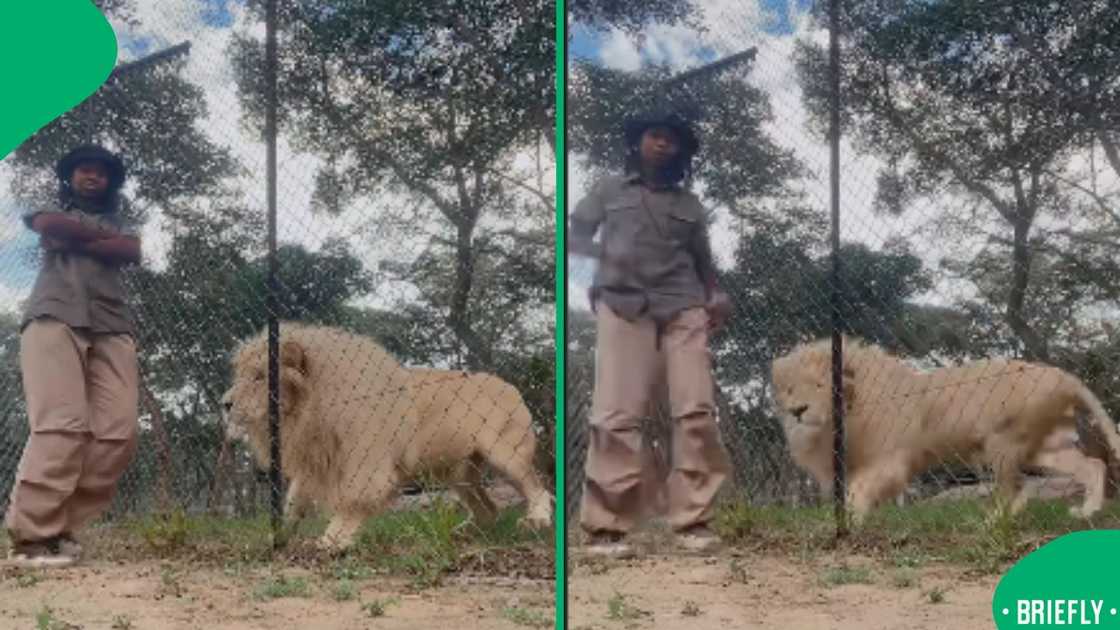 The visual on the right captured the lion's reaction to the woman dancing next to it The visual on the right captured the lion's reaction to the woman dancing next to it