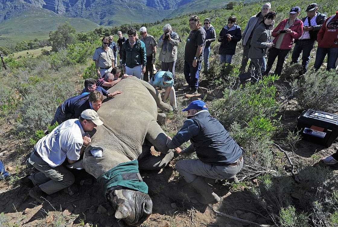 A team of vets operate on a white rhino A team of vets operate on a white rhino