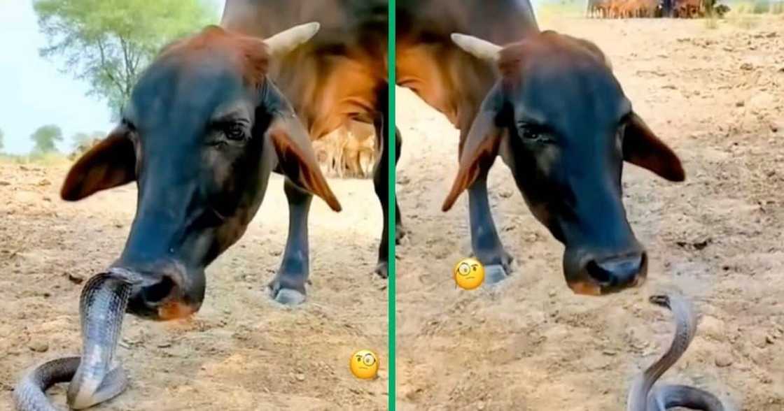 A cows interaction with a snake is trending. A cows interaction with a snake is trending.
