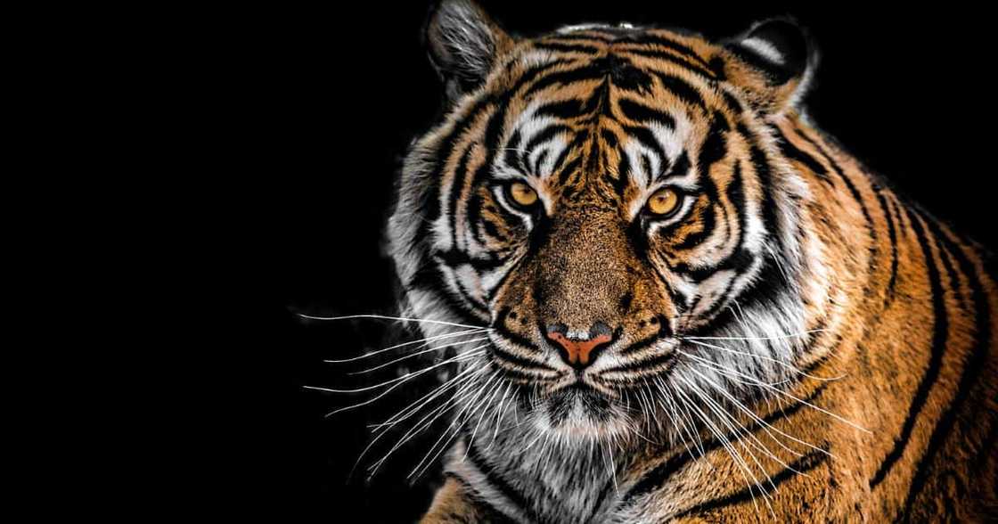 Sheba the tiger Sheba the tiger