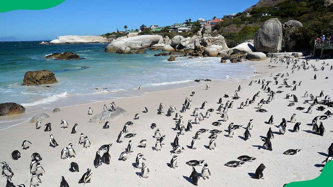 Beaches in Cape Town