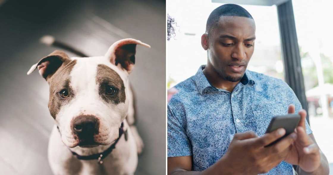 Pit bull attack intensifies calls for action Pit bull attack intensifies calls for action