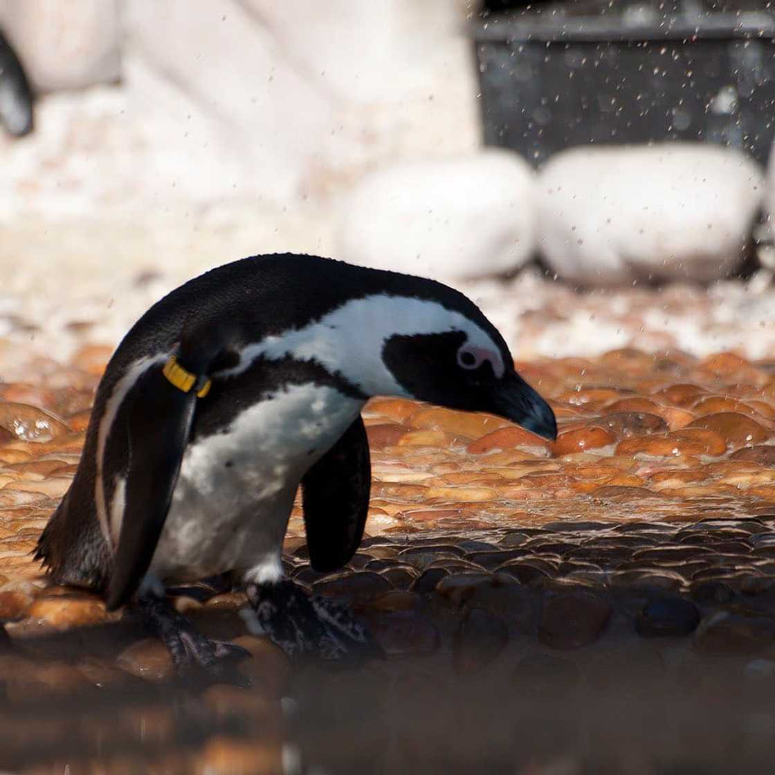 penguin