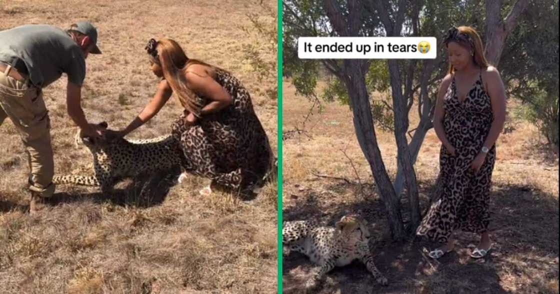 Woman posing with cheetah