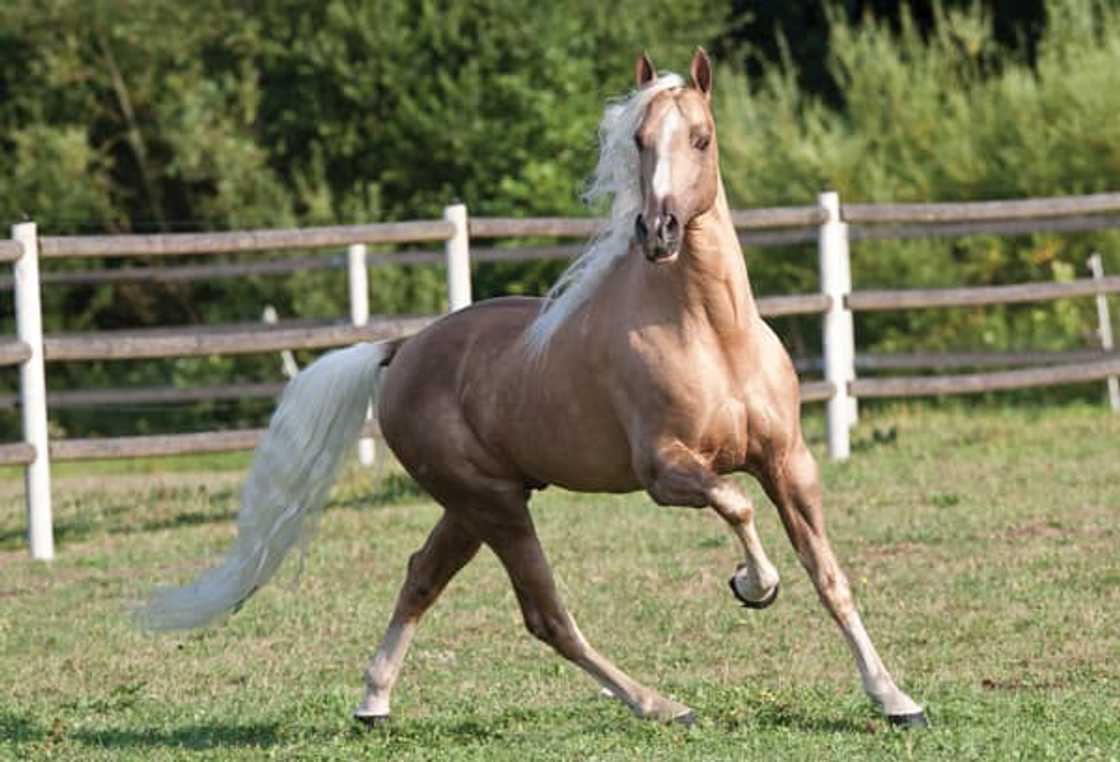 What is the most expensive horse in the world 2021? What is the most expensive horse in the world 2021?