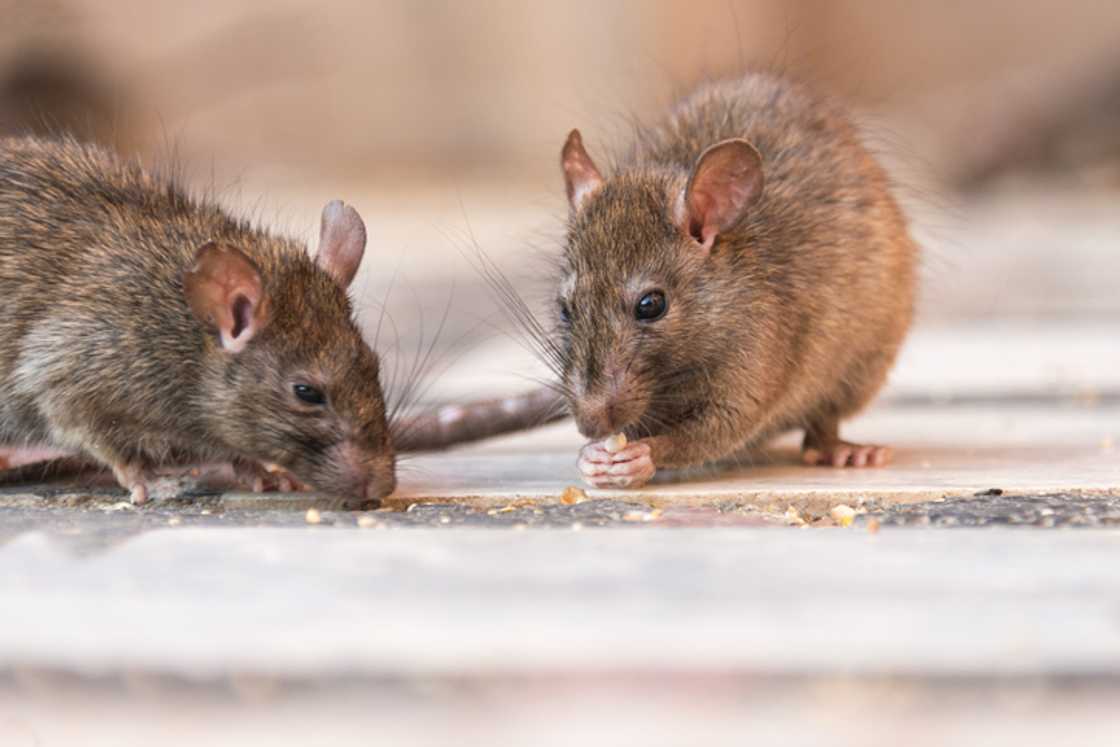 A friend was appalled upon discovering rats crawling in a couple's home.