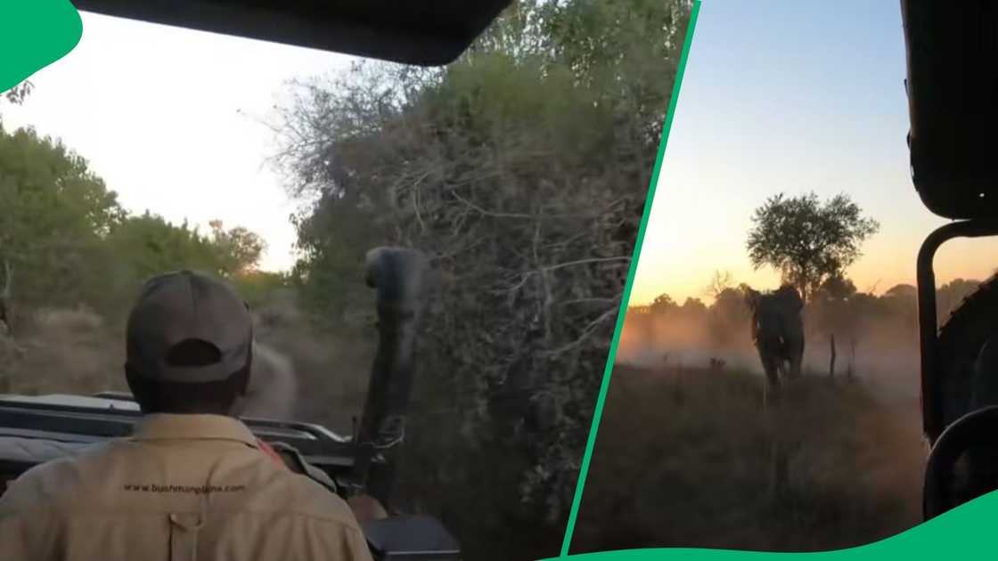 Elephant chases safari vehicle in video Elephant chases safari vehicle in video