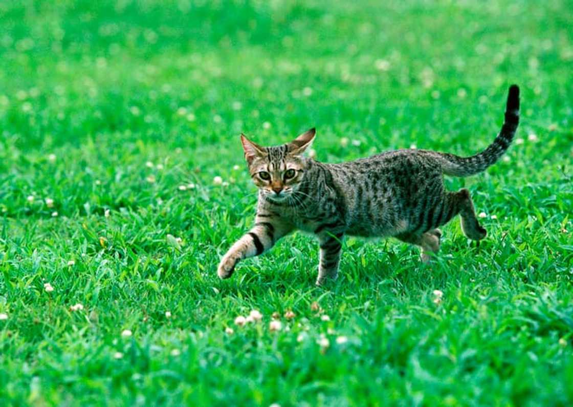An Ocicat running on a field An Ocicat running on a field