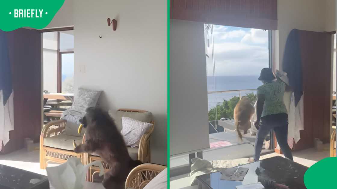 Domestic worker chases off baboon intruder in home