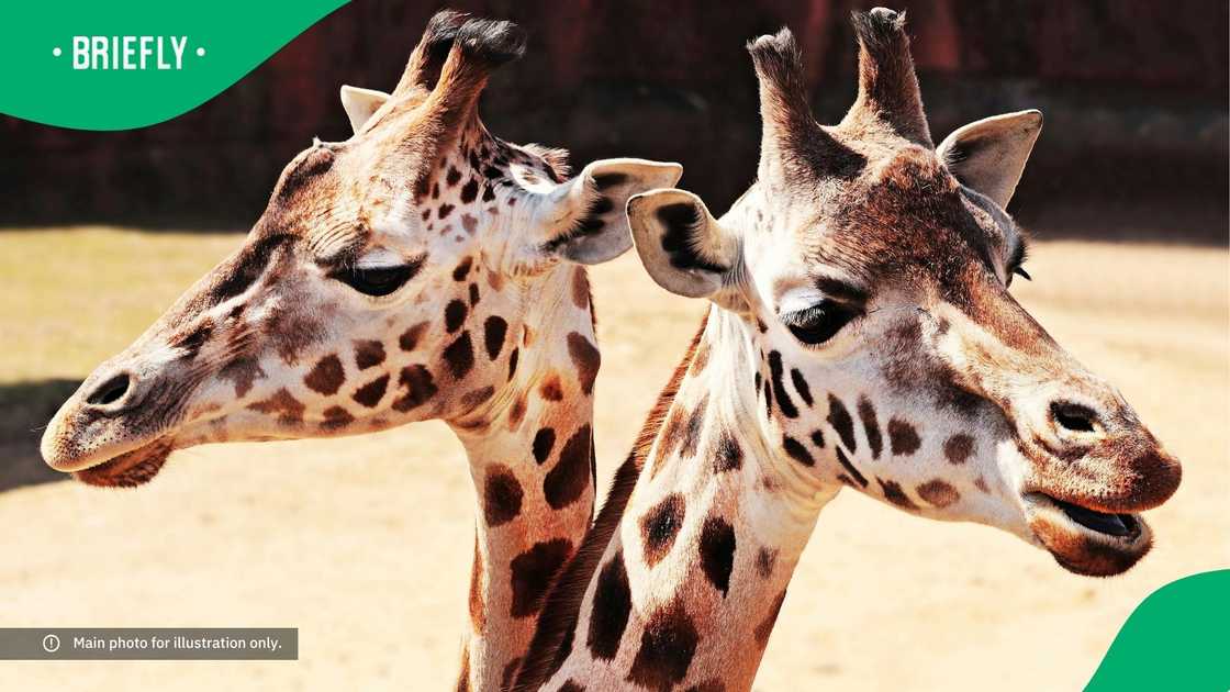 Two giraffes facing away from each other.