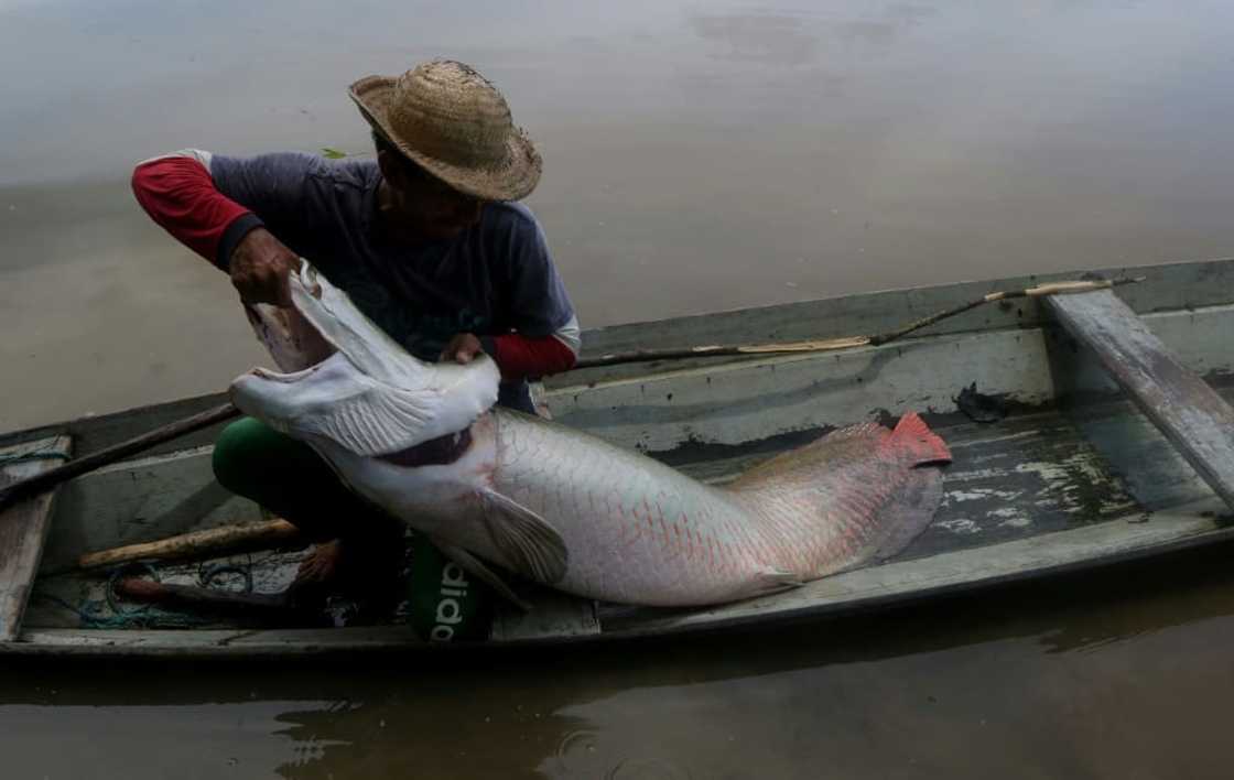 A fisherman tends to a large pirarucu fish that he caught in a reserve in Amazonas State, Brazil in October 2019