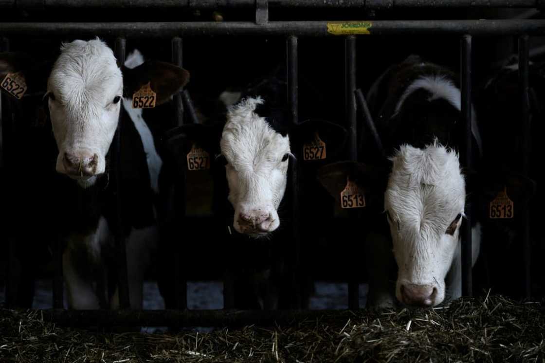 Cow manure is transformed into a cleaner fuel that allows farmers to reduce their expenses