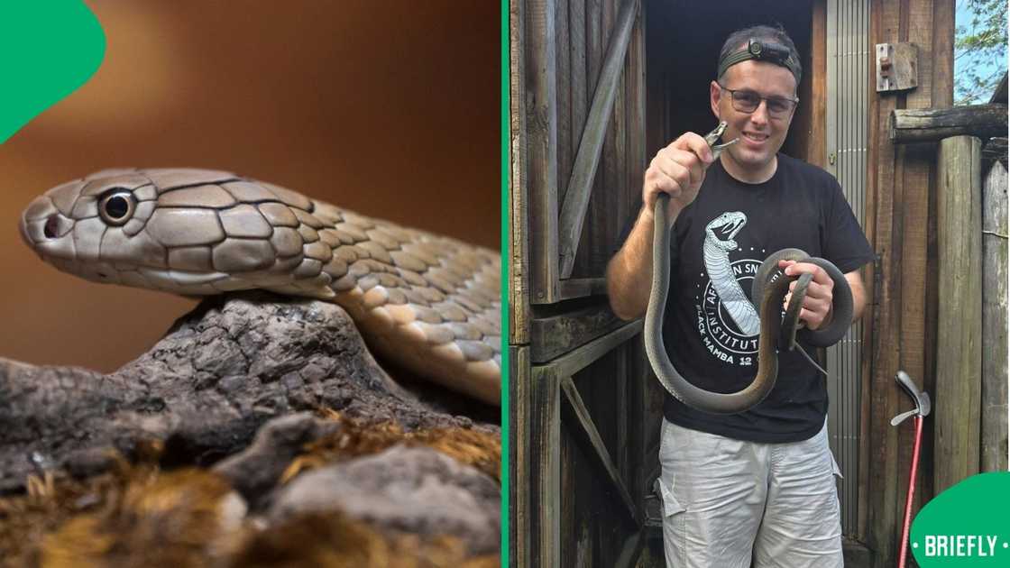 A snake rescuer in South Africa stood with a snake in a picture.