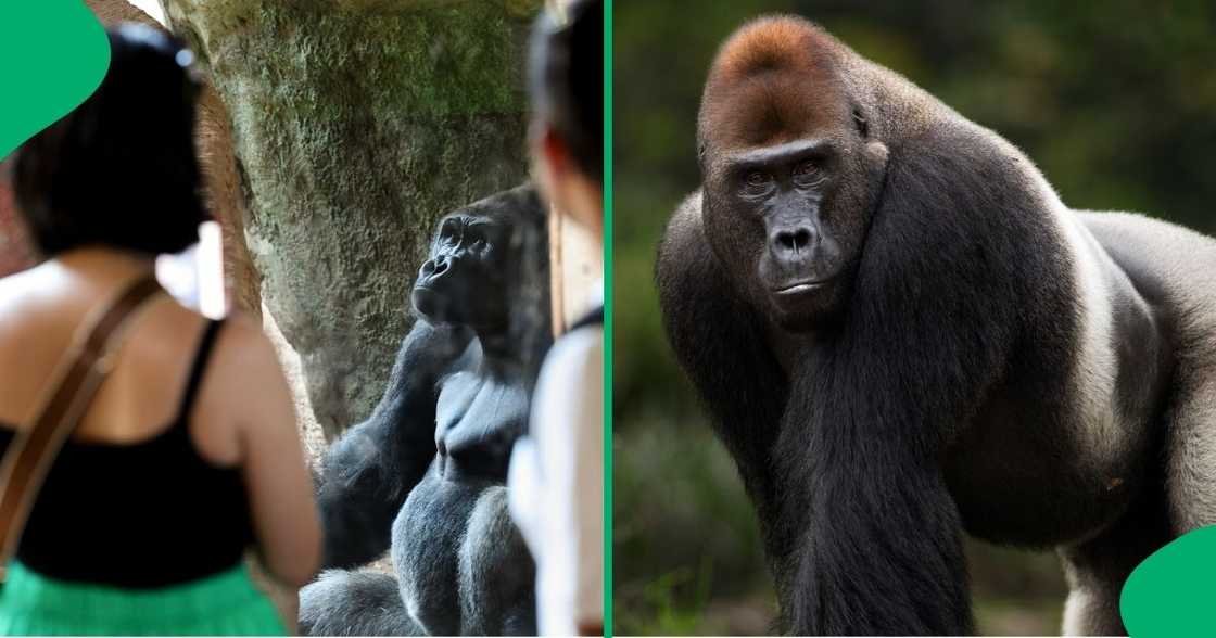 Man mimics real-life gorilla knuckle-walk in viral video Man mimics real-life gorilla knuckle-walk in viral video