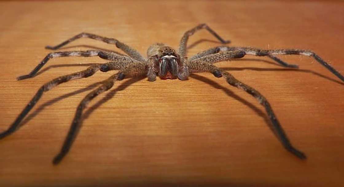 Are Rain Spiders dangerous Are Rain Spiders dangerous