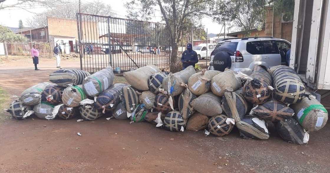 Truck, 1 500kg, R3 million worth of cannabis, intercepted, police, KZN Truck, 1 500kg, R3 million worth of cannabis, intercepted, police, KZN