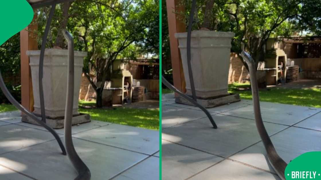 The black mamba snake stood upright The black mamba snake stood upright