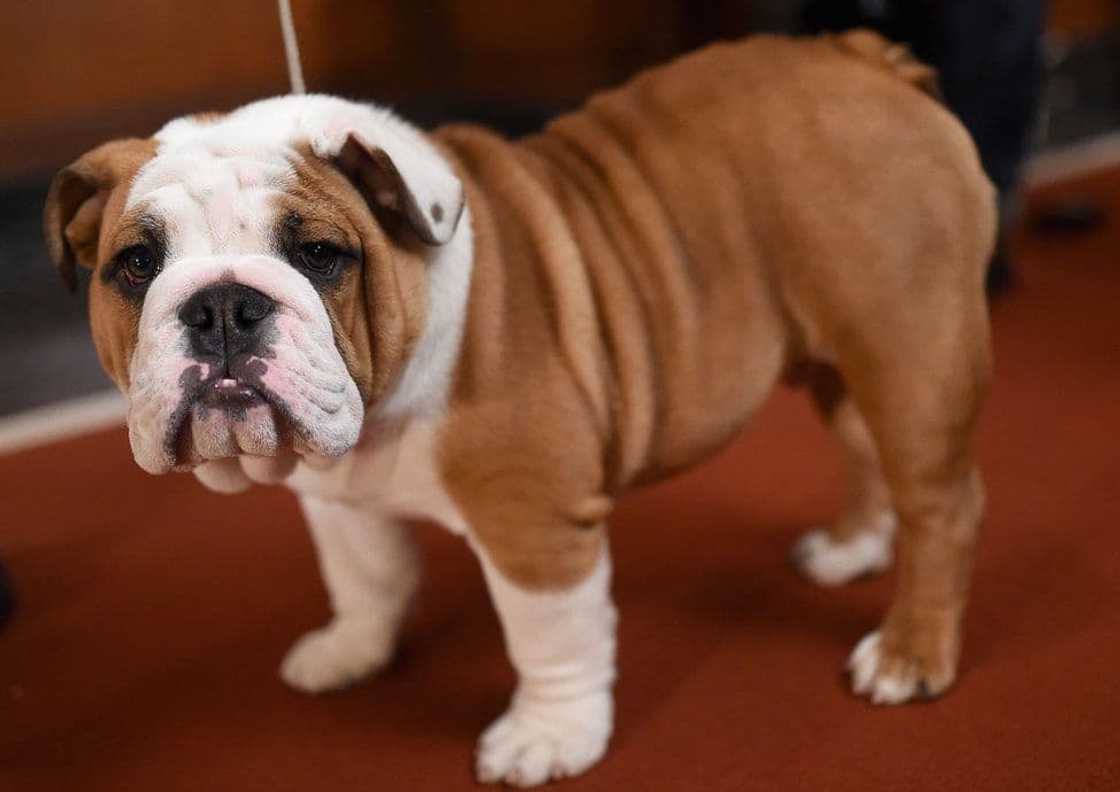 What is the strongest dog breed in the world? What is the strongest dog breed in the world?
