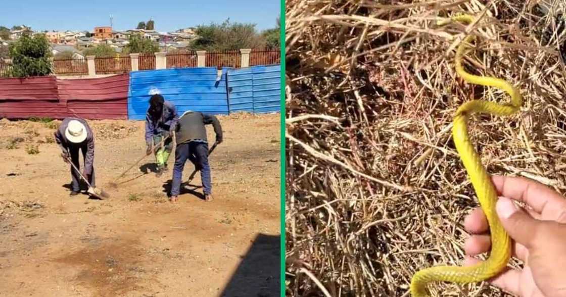 workers were pranked with toy snake workers were pranked with toy snake