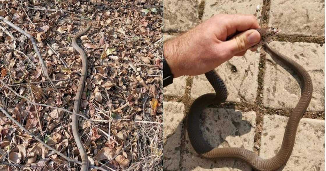 Nick Evans, Saves, Frightened, Domestic Worker, Cobra Nick Evans, Saves, Frightened, Domestic Worker, Cobra