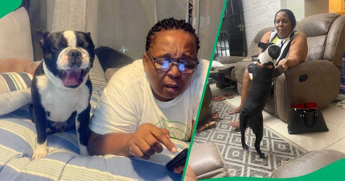 A woman showed gratitude to the family's dog, leaving netizens feeling envious. A woman showed gratitude to the family's dog, leaving netizens feeling envious.